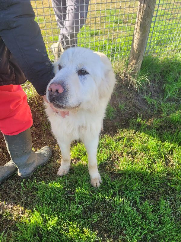 Lucius, cucciolone di pastore maremmano Foto 4